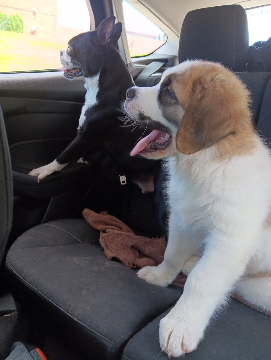 introvertedpnw's tweet image. This fuzzy, naughty, loving, overgrown pup is one today. How this time has flown. The bernard life is a wild journey. Happy birthday, Bearnard.