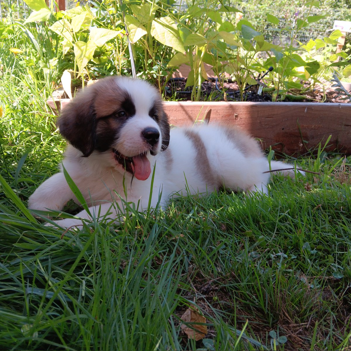 introvertedpnw's tweet image. This fuzzy, naughty, loving, overgrown pup is one today. How this time has flown. The bernard life is a wild journey. Happy birthday, Bearnard.