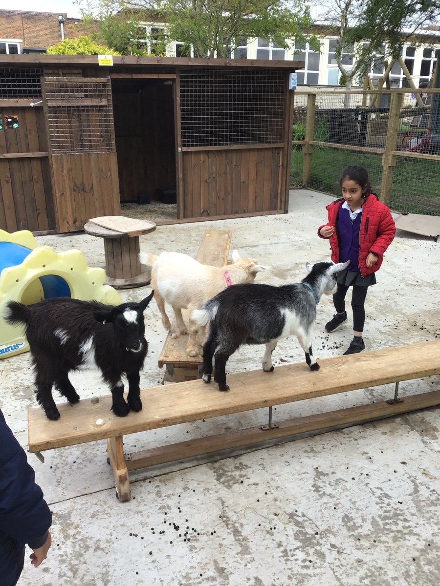 AlwoodleyPS's tweet photo. What better way to retell the story of The Three Billy Goats Gruff than by going to see our own goats 'trip trap' over the bridge?!🐐#aweandwonder #storyclub https://t.co/teqe8qLo2P