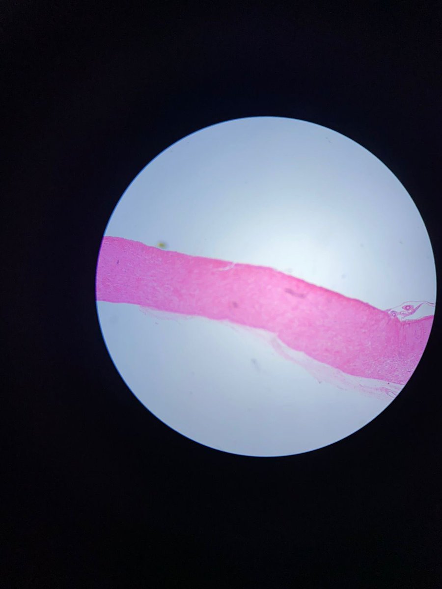 2005studies's tweet image. registros da minha primeira aula em laboratório 🔬🧫