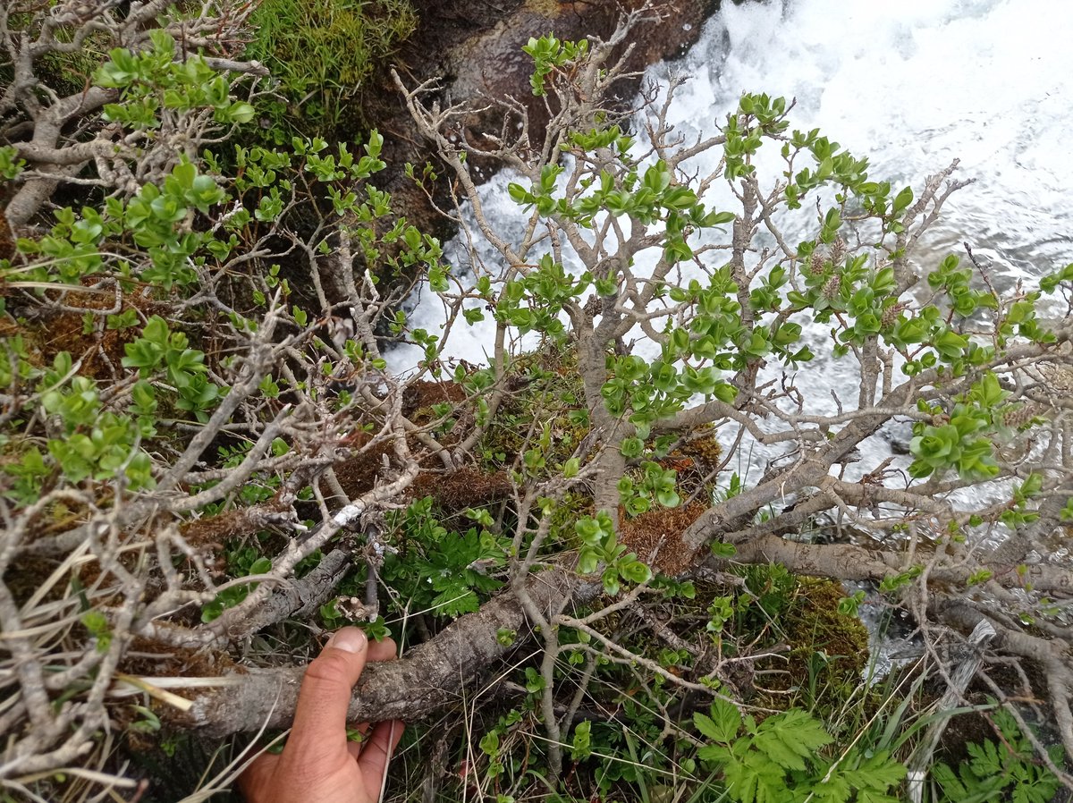 RadioSeu's tweet photo. El Parc Natural de l'#AltPirineu replanta una espècie de salzes en perill d'extinció. #Pirineu @UdL_info + informació: https://t.co/9iwjcH1LdH 📸@pnaltpirineu https://t.co/A6eYnnN9Wa