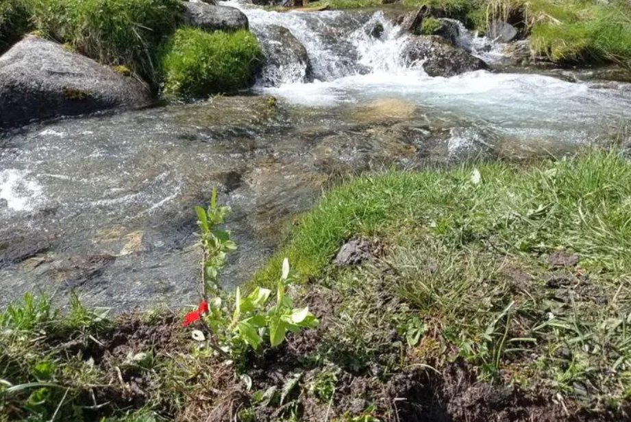 El Parc Natural de l'#AltPirineu replanta una espècie de salzes en perill d'extinció. #Pirineu <a href="/UdL_info/">Universitat de Lleida (UdL)</a> + informació: tuit.cat/w4JgL 📸<a href="/pnaltpirineu/">Parc Natural de l'Alt Pirineu</a>