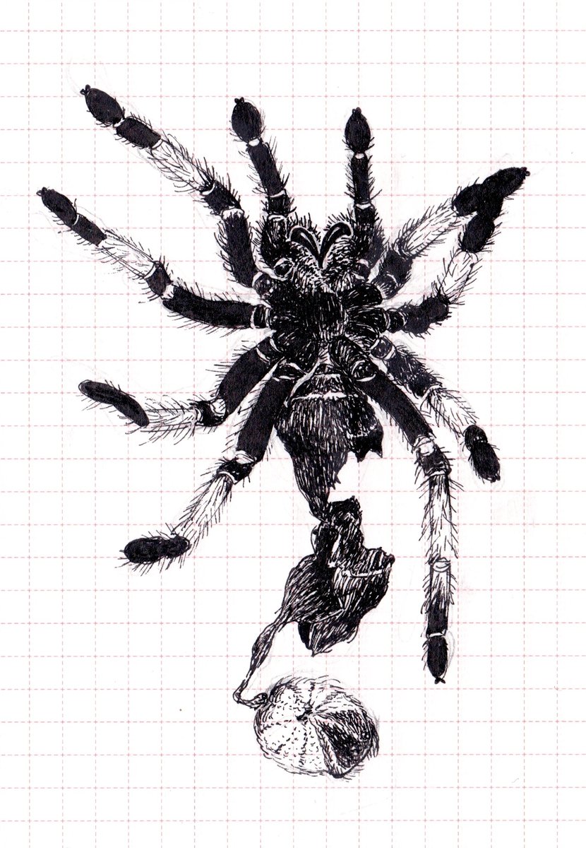 deepseaworm's tweet photo. Moult studies 🕷️ https://t.co/kMYoCAGkFj