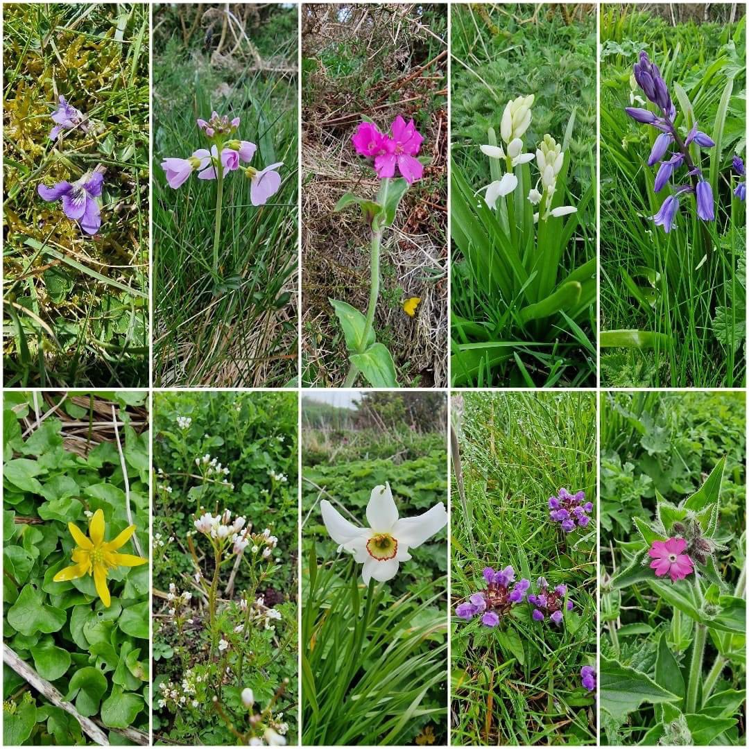 rae_stinker82's tweet photo. Whilst most golfers have a love-hate relationship with rough on the golf course, you can't deny the benefits that it brings. It improves the aesthetics of the course by framing individual golf holes, whilst also providing the perfect environment for wildflowers @OrkneyGolfClub 🌸 https://t.co/7GhjHFYiUQ