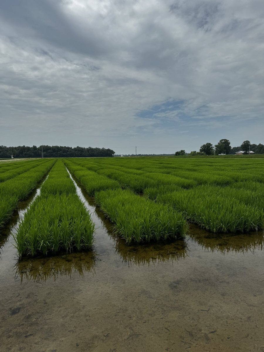 Another day in the rice field 🌾🌾🌾