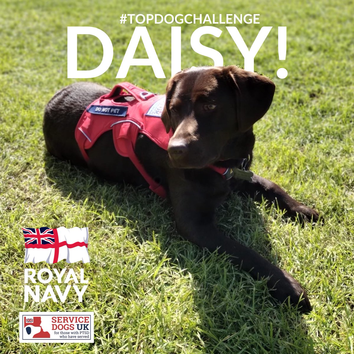 ServiceDogsUK's tweet photo. Thereโs still time to support Daisy and the @RoyalNavy for our #TopDogChallenge โ๏ธ
In between her training to become a service dog, Daisy, from our South Coast Hub, has been enjoying the sun โ๏ธ
Support Daisy ๐ https://t.co/4lbBLcwMrk
@DogsTrust #RoyalNavy #Navy #NavyDog https://t.co/LyptseWlLp