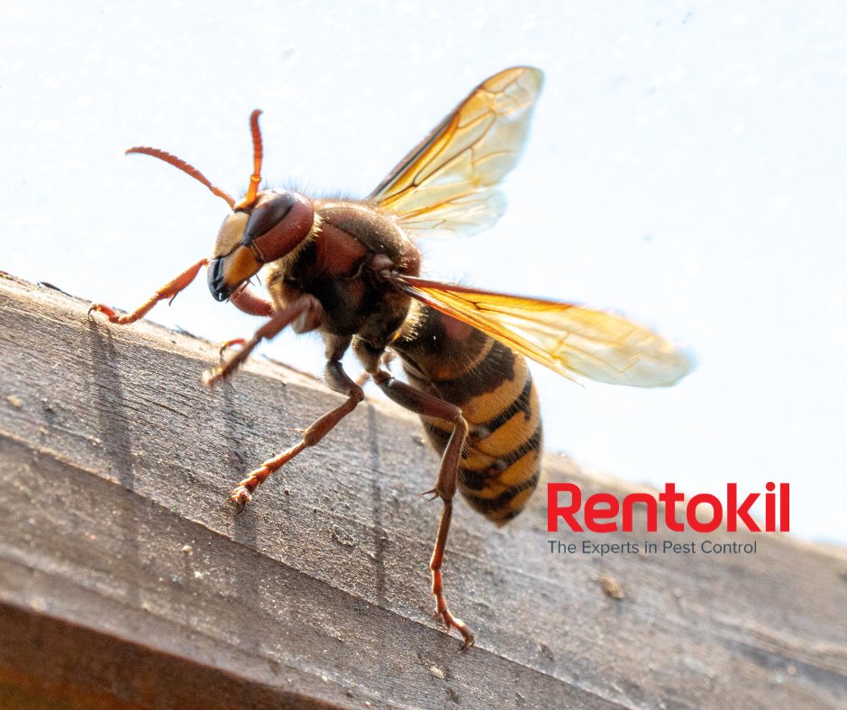 What’s the buzz about Asian hornets in the UK? For the first time invasive Asian hornets have survived UK's winter.

Read more about Asian hornets, why they are a concern and what to do when you see one.
rentokil.co.uk/blog/whats-the…