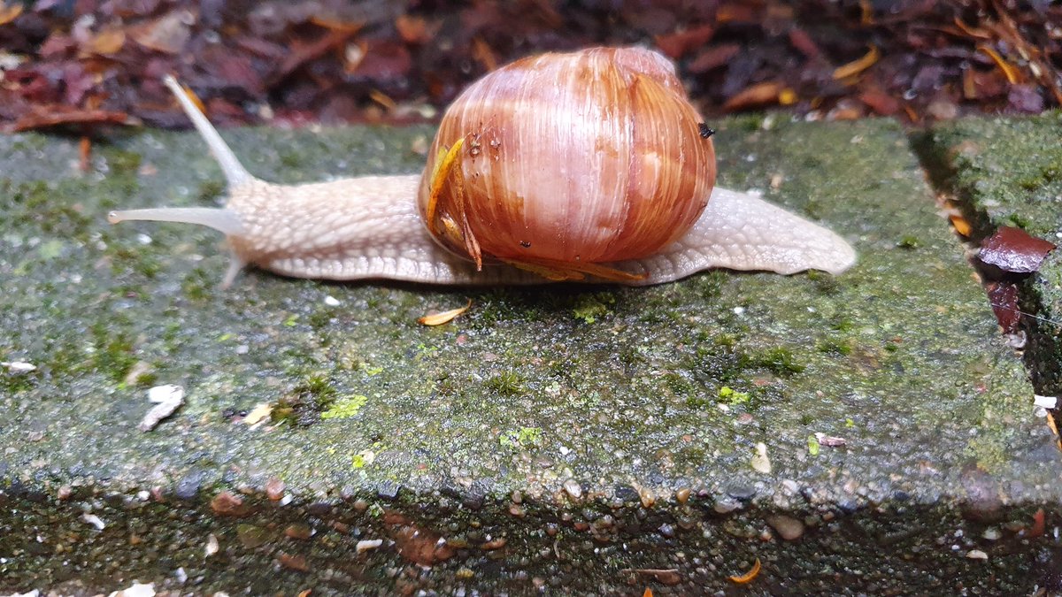 The 🐌 "Roman snail" 🐌
Please treat it with care as it is a useful helper in the home garden.
It destroys the slug's egg clutches.
🐌❤️