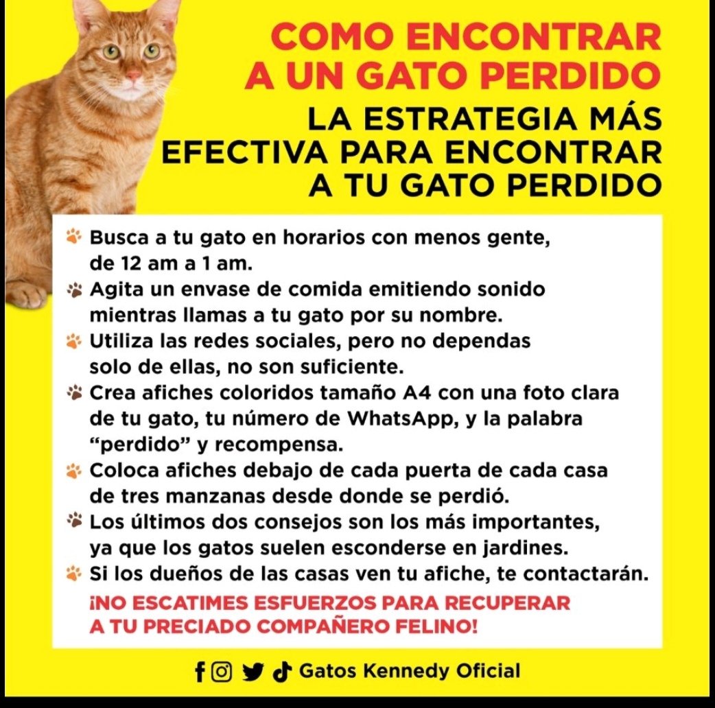 Gatos Parque Kennedy (@gatos_kennedy) on Twitter photo 