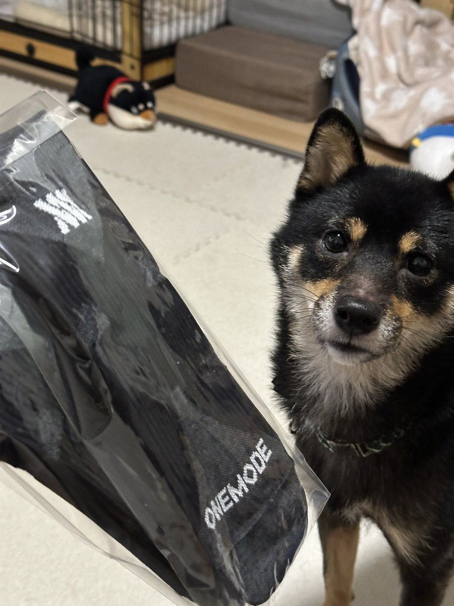ShinBW's tweet photo. 届いたー！！！
 #ONEMODE #テーピングソックス #JIKU #ジク #今日ののりお #柴犬 #豆柴 #いぬすたぐらむ #見切れのりお #気になるのりお https://t.co/v2ATZv37bV