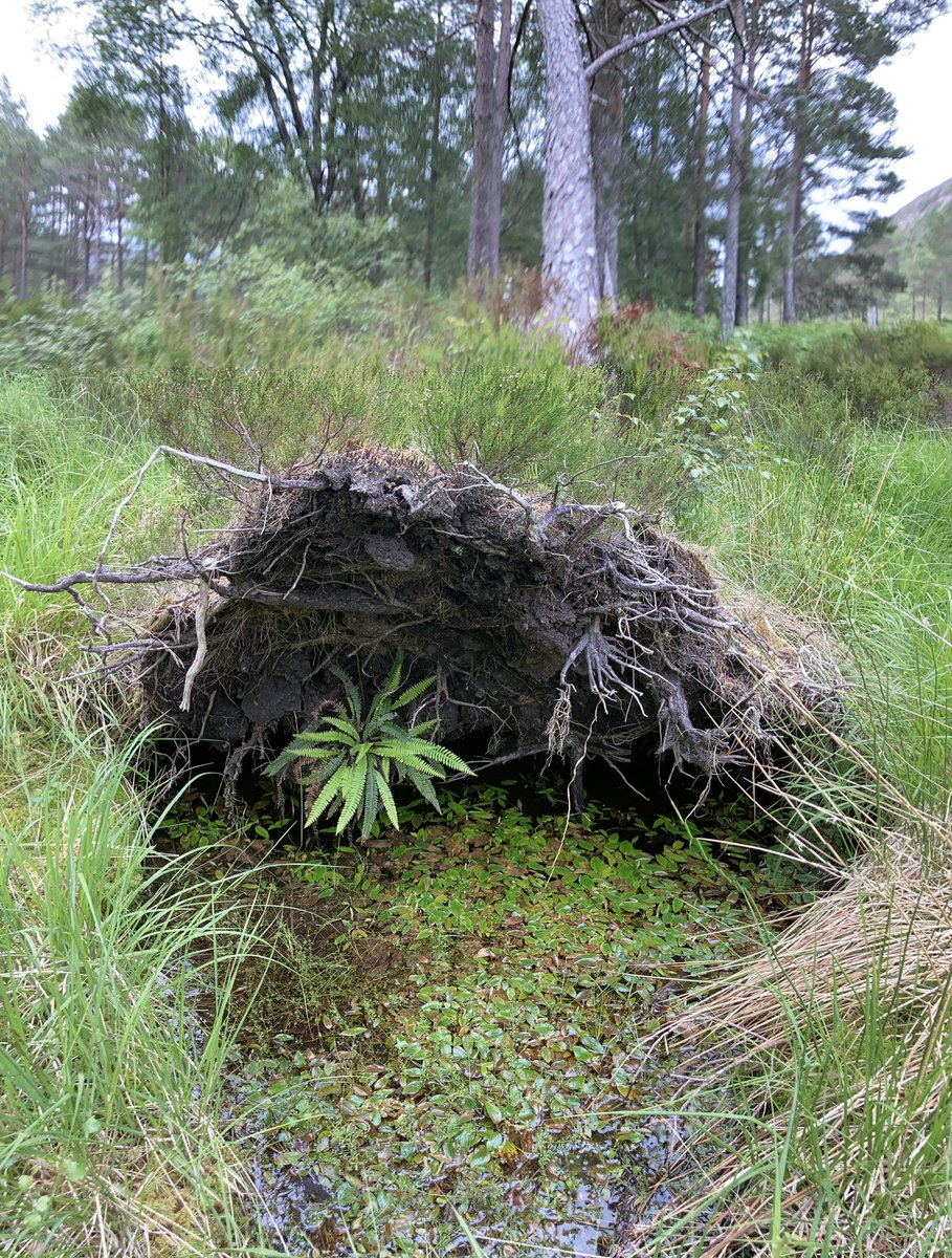 Amazing freshwater habitat in space created from the root plate of a fallen Scot’s pine tree at Beinn Eighe NNR