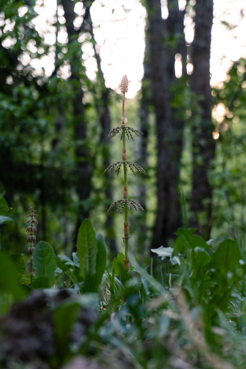 OIKOSFin2025's tweet image. whether you are a forest ecologist, you enjoy taking walks in nature, or if you like to hear about cool science, Jyväskylä will be the place to be next March!
join us in the next OIKOS-Finland conference!
#OikosFin2025 #ecology #evolution

photo credit: @Jeremy_Cours