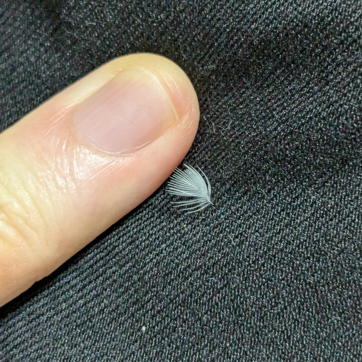 文鳥の抜け毛。たぶん頬あたり？こういう小さい毛が少しずつ抜けて