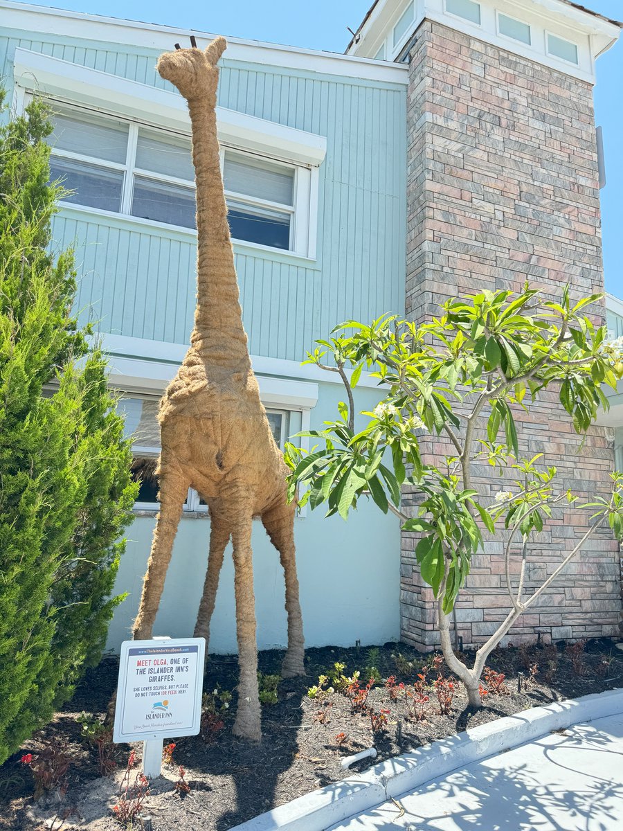 IndianRiverCVB's tweet photo. Checking into the Islander Inn Vero Beach??Β π΄π¨ Don't forget to snap a pic with their famous giraffe, Olga! πΈπ¦ #IslanderInn #VeroBeach #OlgaTheGiraffe
π: @islanderverobeach on I.G https://t.co/7HIp7WyUHA