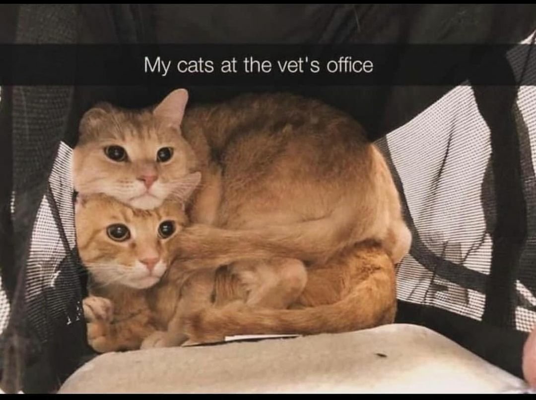 My cats at vet's office