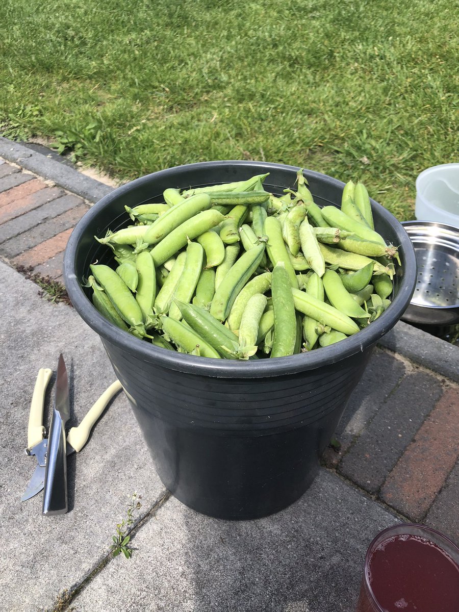 DanielleCT86's tweet photo. Eerste oogst #doperwten uit de #moestuin 😁😁 en nog lang niet klaar.. #uiteigentuin #moestuinieren https://t.co/vReHXi4IU0