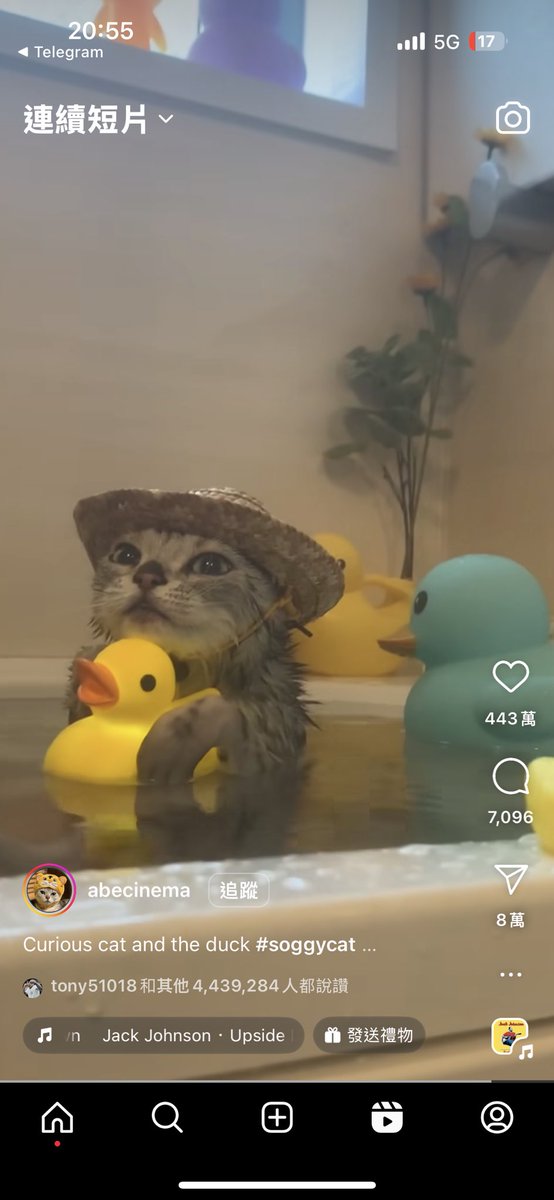 他真的是我看過最可愛的貓貓