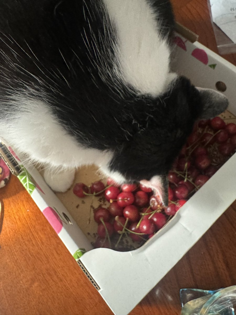ComapSucculent's tweet photo. さくらんぼハンター🍒 https://t.co/s2FbGCF4yk