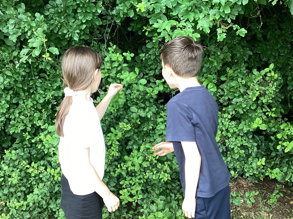 OWPSnightingale's tweet photo. We loved taking our Science lesson outside this afternoon. We used classification keys to identify trees on our field. #OWPSScience https://t.co/rSf2YU8UYQ