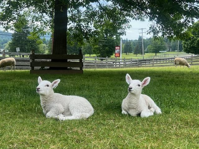 Lamb check!