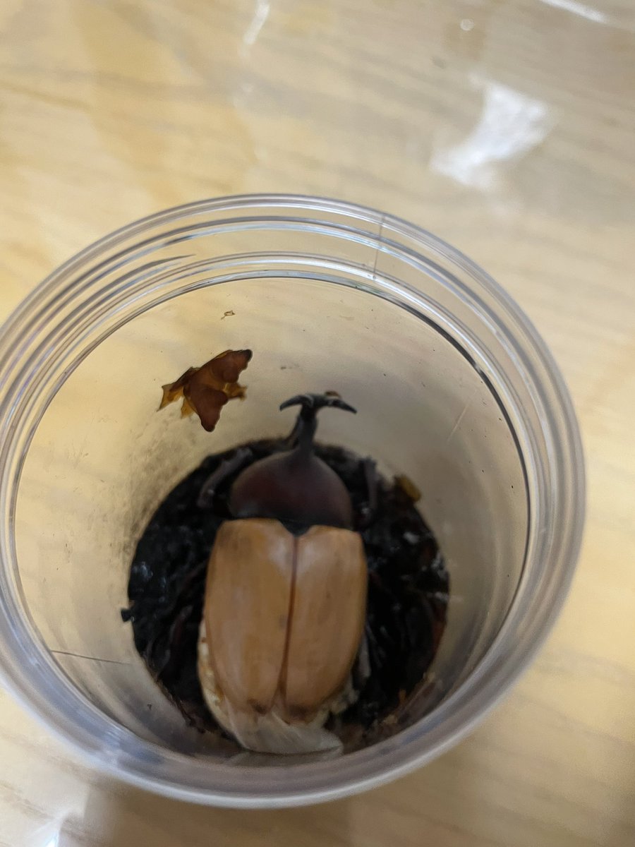 takaslowpace's tweet photo. 息子が去年から育てた甲虫が
サナギから羽化しました
＃甲虫
 ＃羽化 https://t.co/KiULj4FQbd
