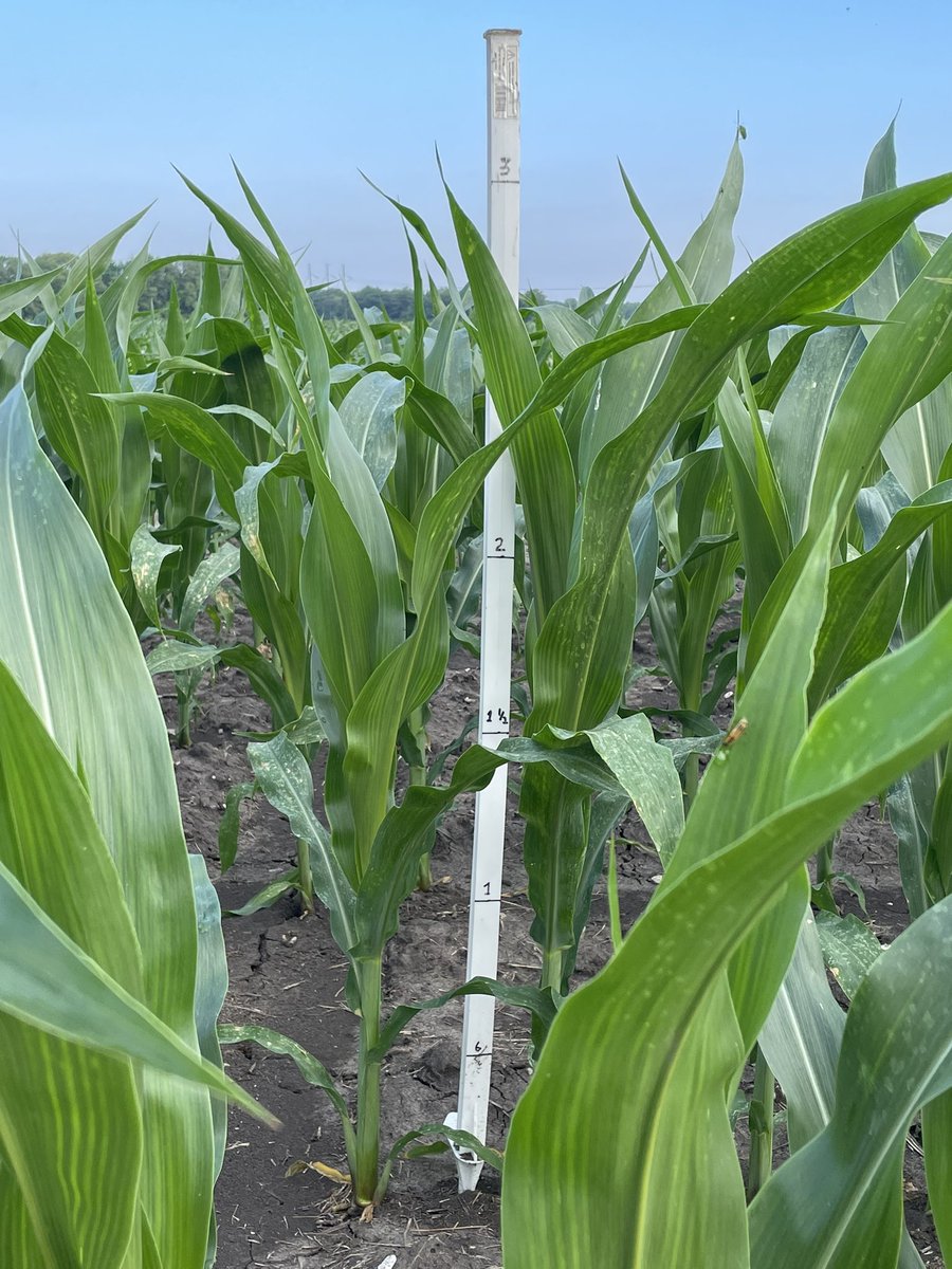 ATDavis83's tweet photo. 113 Day Non Gmo 🌽
33 days since planted
3” of 🌧️since planted
3 ft tall. 📏
Being optimistic with the number 3, could we see 300 bu/ac…
Only time “mother nature” will tell come fall. https://t.co/6MiZnXJxIc