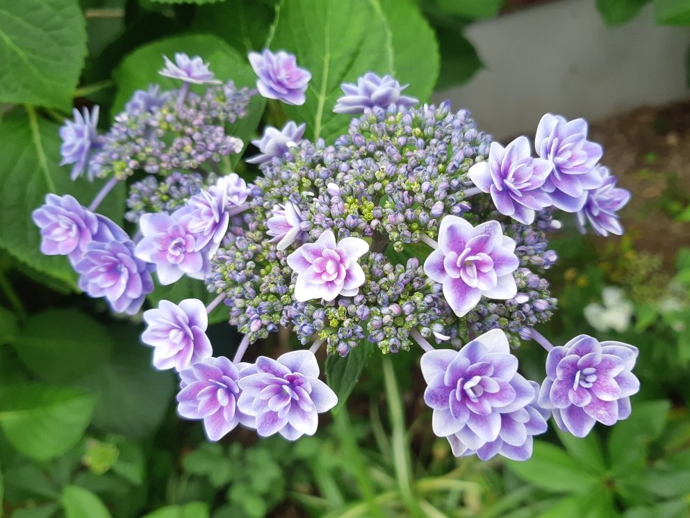 yukigatiratira's tweet photo. 今日もありがとうございました💝
おやすみなさい😴💤
#ガクアジサイ 🌿✨
#LacecapHydrangea
#辛抱強い愛情
#Flowers #花が好き
#キリトリセカイ
☘️歩道にて 2024.5.26 https://t.co/2BXmoqds3o