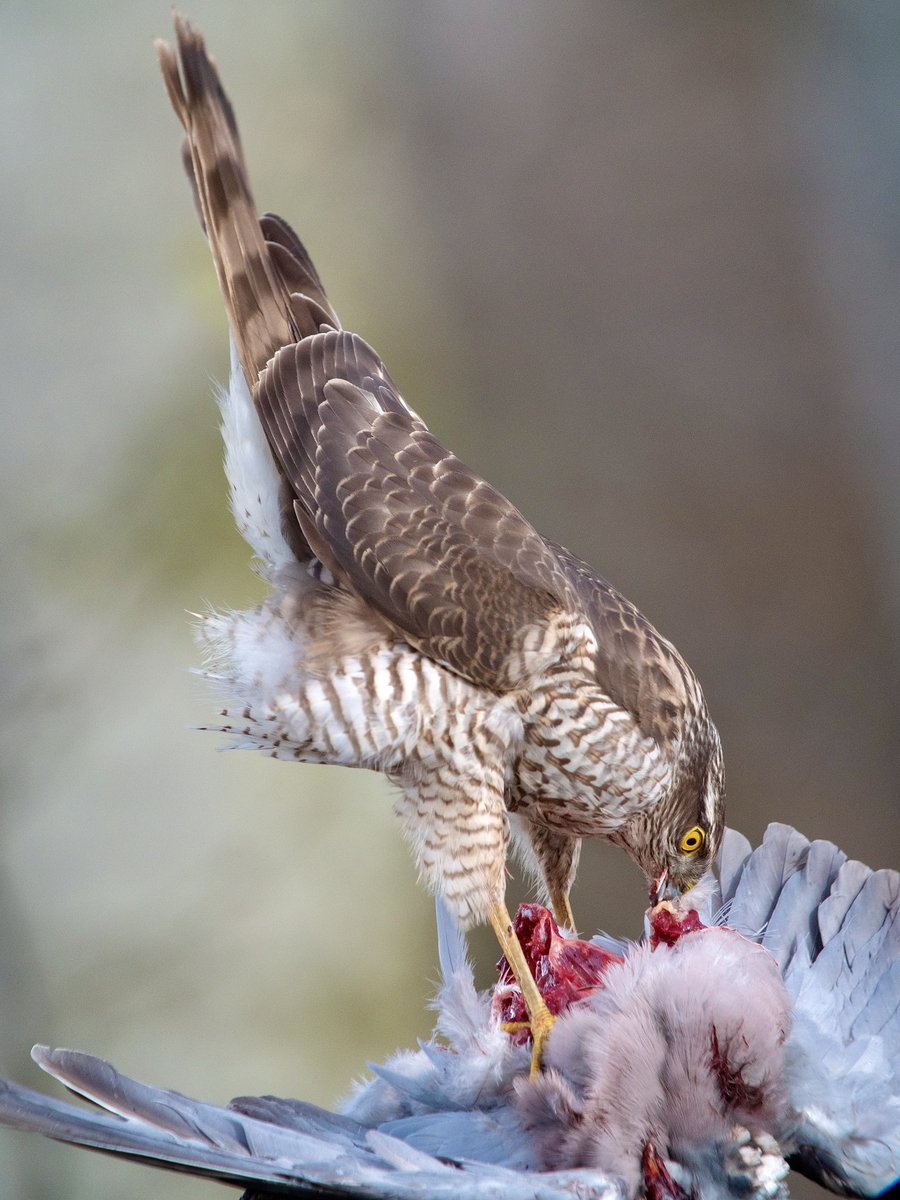 PaulHdigiman's tweet photo. #Sparrowhawk New Kowa Prominar TSN 55s scope &amp; Panasonic G9 camera, #digiscoping #kowascoping #benchmarkscope #gamechanger #55mm #Flourite 17x -40x eyepiece, #quality #bright #lightweight #travelscope available from UK Kowa dealers end of June, and at Global Birdfair @KowaOptics https://t.co/jMFaQNdK6p