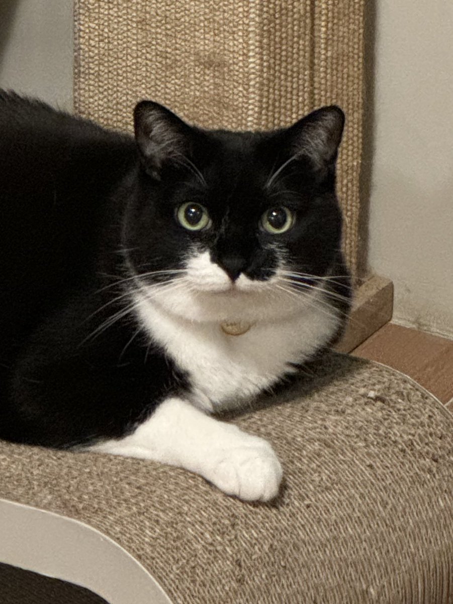 딩신은 방금 둥글고 검은 턱시도 고양이를 봤습니다. 
오늘 당신은 운수가 대통할것