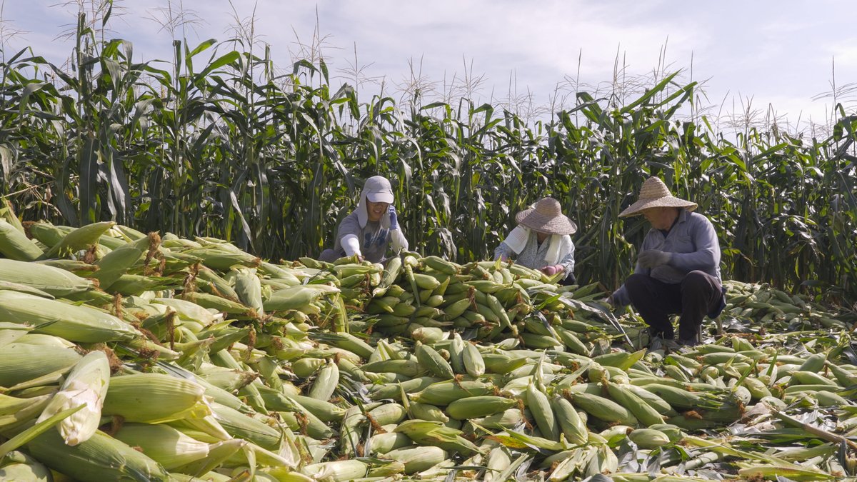 Three weeks to apply! Applications for the 2025 Bertha Challenge are open. #journalists and #activists investigating relationships between profit, politics, farming and the climate crisis, apply now for this full time #Fellowship: berthafoundation.org/story/bertha-c…