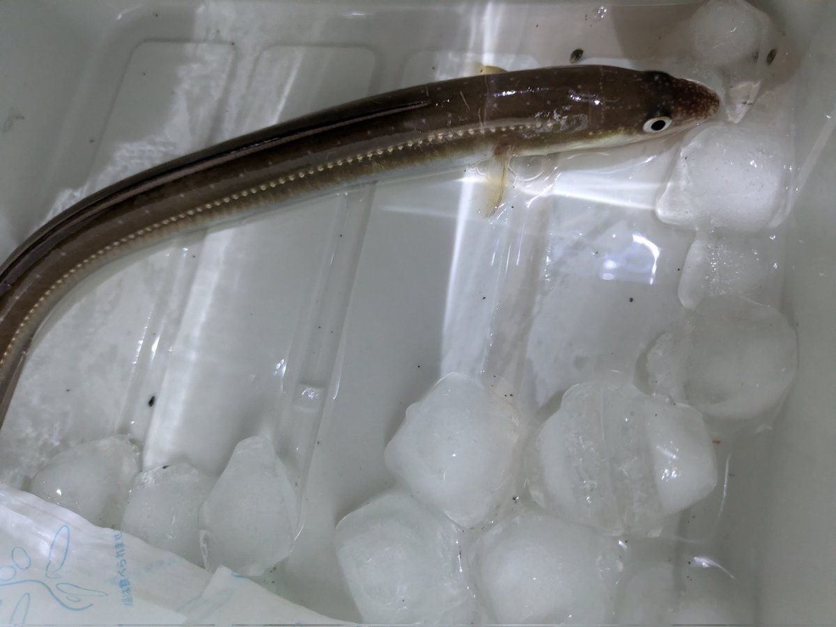 今日の釣り
アナゴ。餌が余ったので明日も行こっと明日の方が潮が良い
明日の昼はアナゴ丼に
私さばけないので、父にお願い
父は一緒に行って❌。
もう！娘に3回もやられてると頭上がらないと。
お互いボウズじゃなくていいじゃん👍とにかく、つり前も後も、釣り話。酒飲みながら今日の反省会