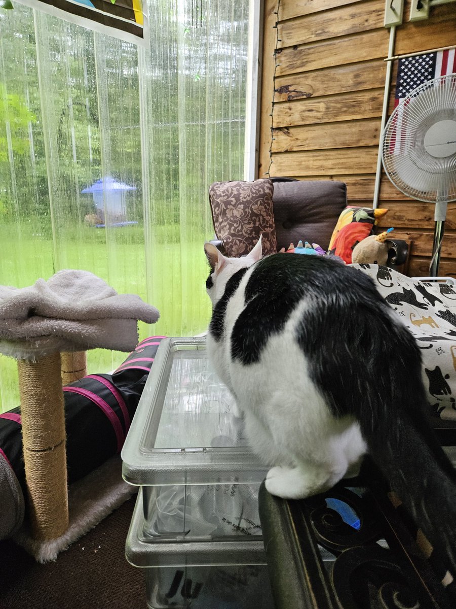 TheSprinklesCat's tweet photo. Like at my sisfur's front lawn feeder, I have the squirreler at my catio feeder too! It's the red one! Hope mew have a purrfect #WontLookWednesday! #cowcat #CatsofTwittterX #AdoptDontShop #StaySafe https://t.co/o8BFDu6Z60