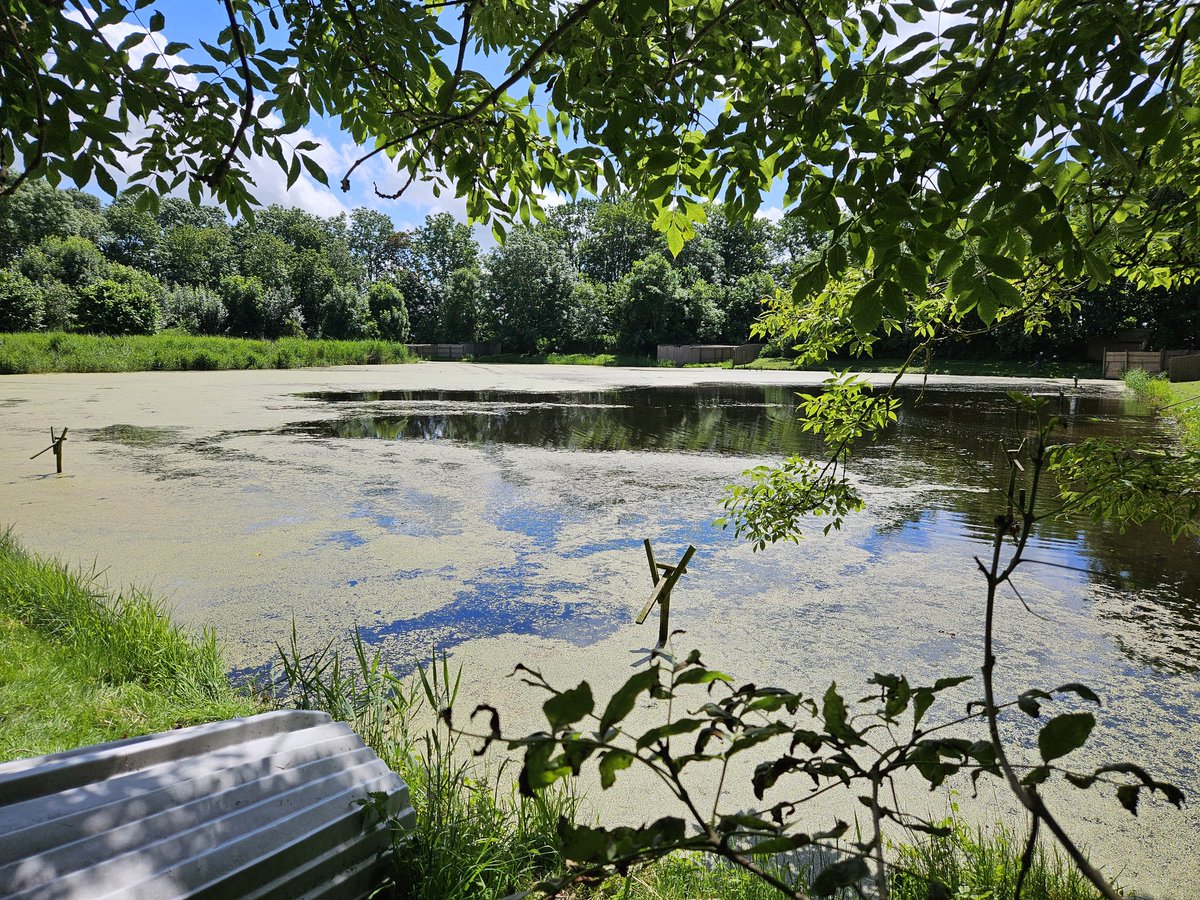 sqramjan's tweet photo. Het blijft een pareltje 😉#Buismanseendekooi #Piaam #vrijwilligerswerk https://t.co/kXOGvBMsTc