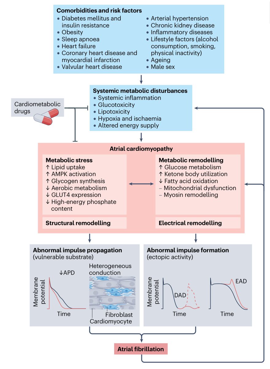 ValleAlfonso's tweet photo. 🔴Metabolic remodelling in atrial fibrillation: manifestations, mechanisms and clinical implications

👉 current understanding of AF in the setting of metabolic disorders, as well as changes in atrial metabolism that are relevant to the development of AF
👉emerging treatment strategies to target metabolic remodelling in the setting of AF

📁@NatureMedicine https://t.co/VvtOo7Vj0p