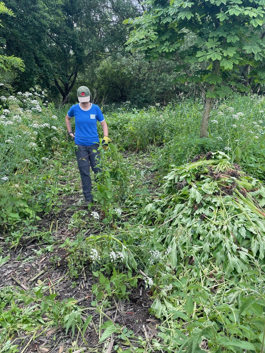 Royal Mid-Surrey GC (@royalmsgc) on Twitter photo Thanks to <a href="/ThamesLandscape/">Thames Landscape Strategy</a> for some education identifying invasive Himalayan balsam. This invasive plant outcompetes native species and seeds disperse along the river so balsam bashing is important for habitat management on site and further afield #ecology #habitats #community Thanks to <a href="/ThamesLandscape/">Thames Landscape Strategy</a> for some education identifying invasive Himalayan balsam. This invasive plant outcompetes native species and seeds disperse along the river so balsam bashing is important for habitat management on site and further afield #ecology #habitats #community