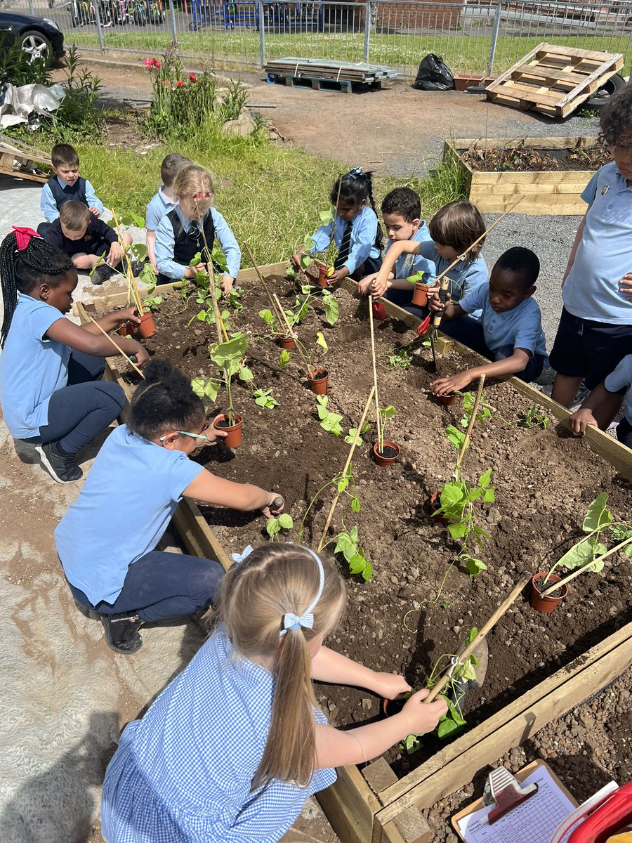 msmcgaffigan's tweet photo. P1b previously planted seeds in class which we have been looking after. Today we decided the seeds had grown and were big enough to finally plant in our Community Garden. We are looking forward to seeing the tiny seeds grow into beautiful leeks. @stcatherinespsy https://t.co/FRlgfiJfXp