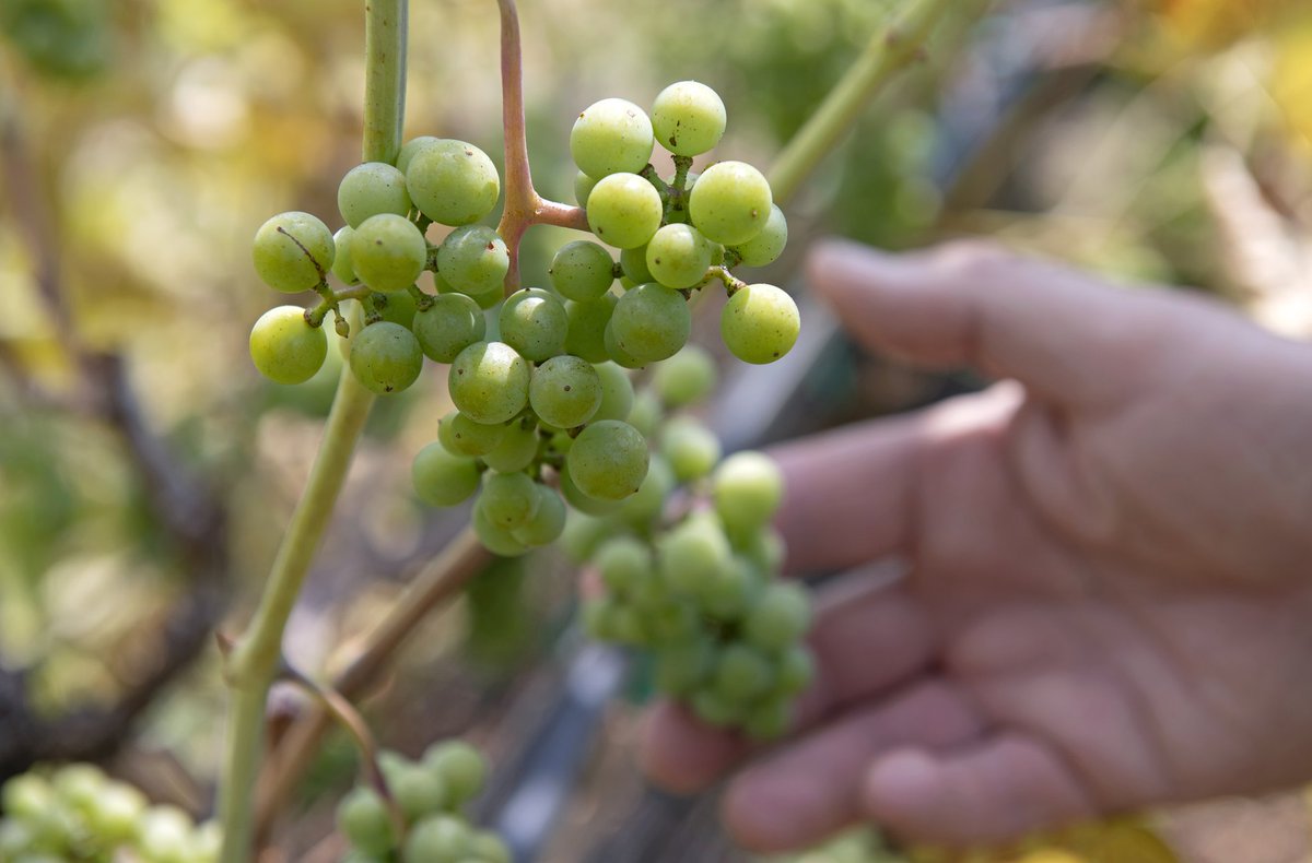 Discover the Top Whites of Thompson Valley! 🍇 Our vineyards flourish in a unique northern climate, where the cool, crisp air enhances the aromatic profiles and bright acidity of our wines 🥂 

📷  Kelly Funk | 📍<a href="/sagewoodwinery/">Sagewood Winery</a> | #KamloopsWineTrail #BCWine