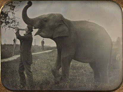 SeedPhoto's tweet photo. This picture was taken by American photographer Thomas Martin Easterly in 1850. He was the first person in the world to photograph an Asian elephant. 🐘📸

#SeedPhoto #NFT #Photography #PhotoFacts #NFTCommunity https://t.co/Fx5Ij9HfMJ