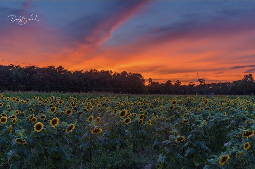 DougBarnardPics's tweet photo. Sunflower sunset near St Stephens, SC
#sunflowers #sunset #southcarolina #ExploreSC #DennisFarms #Lowcountry #TravelUSA #ExploreUSA https://t.co/yRHdDuXfsP