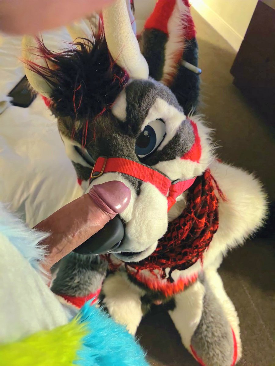 Shag Stag 🔞 tweet media