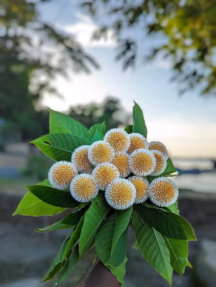 bloggerasif's tweet photo. 🇧🇩 There is no place in Bangladesh where this flower is not seen during monsoon. #GodMorningTuesday #monsoon #bangladesh https://t.co/NyIXeTsow0