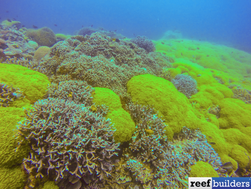 Reef Builders tweet media