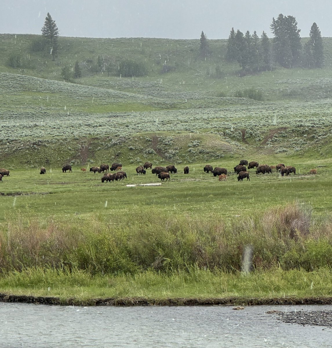 Day 3 of Yellowstone was most definitely bear and bison day  🙌