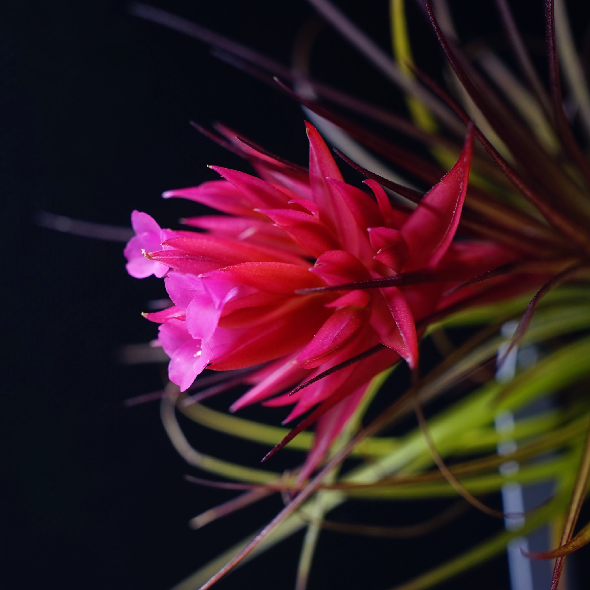 Tillandsia globosa グロボーサ覆輪花 バル様専用 （Tillandsia 