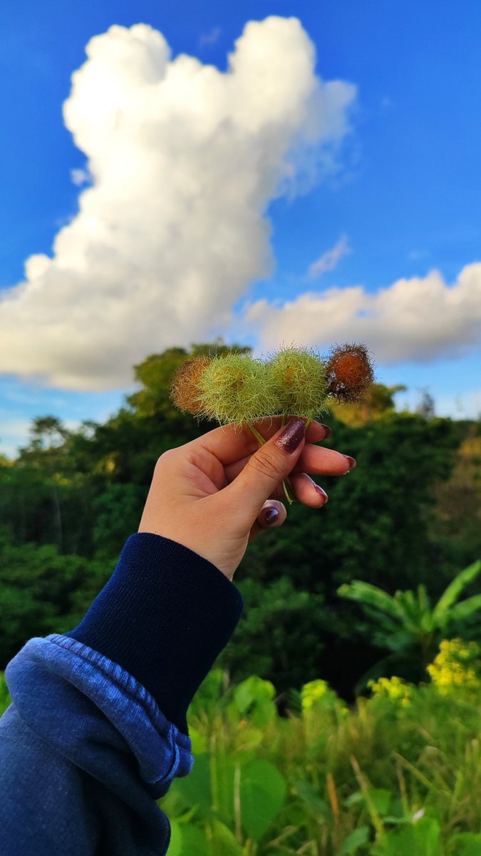 NotingYouBch's tweet photo. @pantungalimar Tau buah ini bang banyak di Kalimantan https://t.co/8k48MEjhac