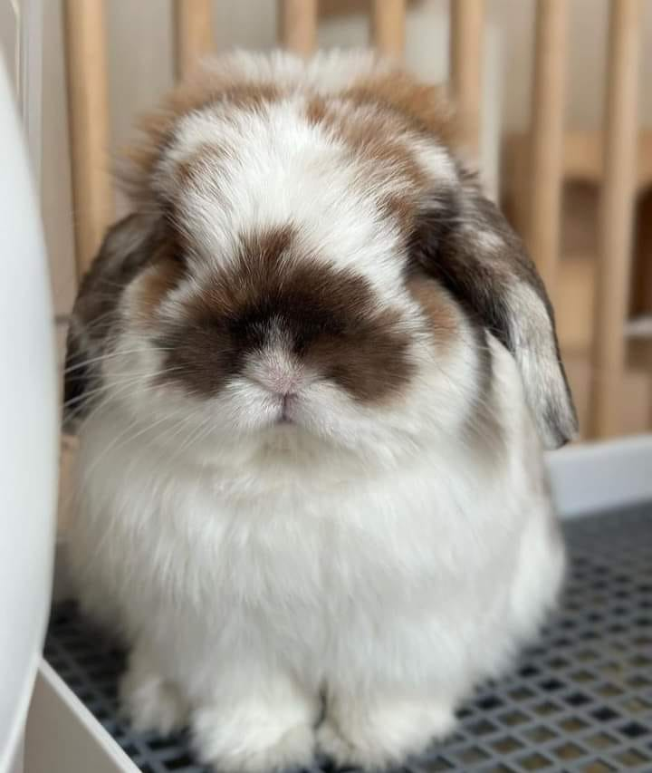 RabbitUnion tweet picture
