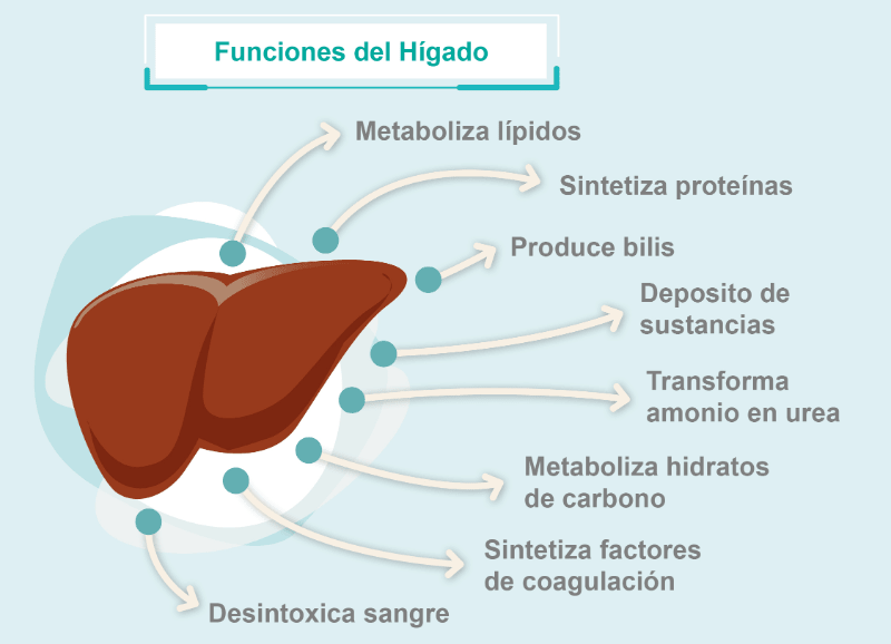 karimanesr's tweet photo. 🧵El hígado es  el "general al mando del cuerpo" que tiene más de 500 funciones.

El hígado es el órgano que gobierna la salud de una persona más que cualquier otro. Es el principal órgano de desintoxicación del cuerpo.⬇️