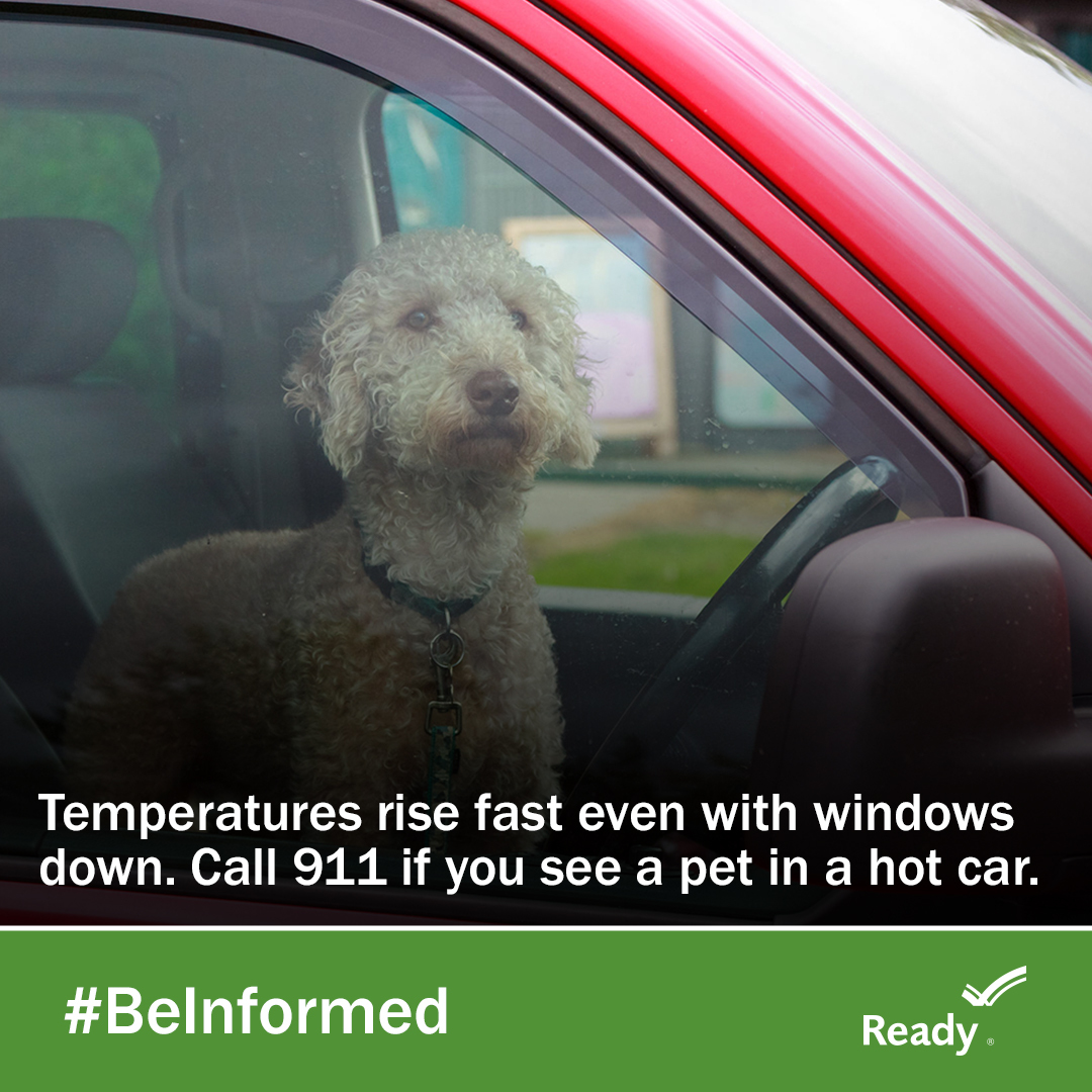 CityEMA's tweet image. Heat Safety Tip: Don't leave pets in the car. Temperatures rise quickly even with the windows down and can be deadly for your pet. #PetPreparedness  #HeatSafety #Summer #HotWeather #BePrepared

aspca.org/pet-care/gener…