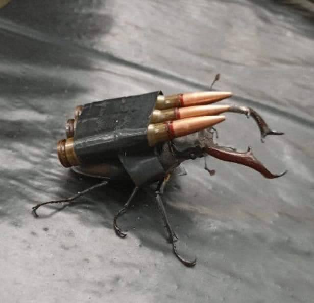 horse dentist tweet media