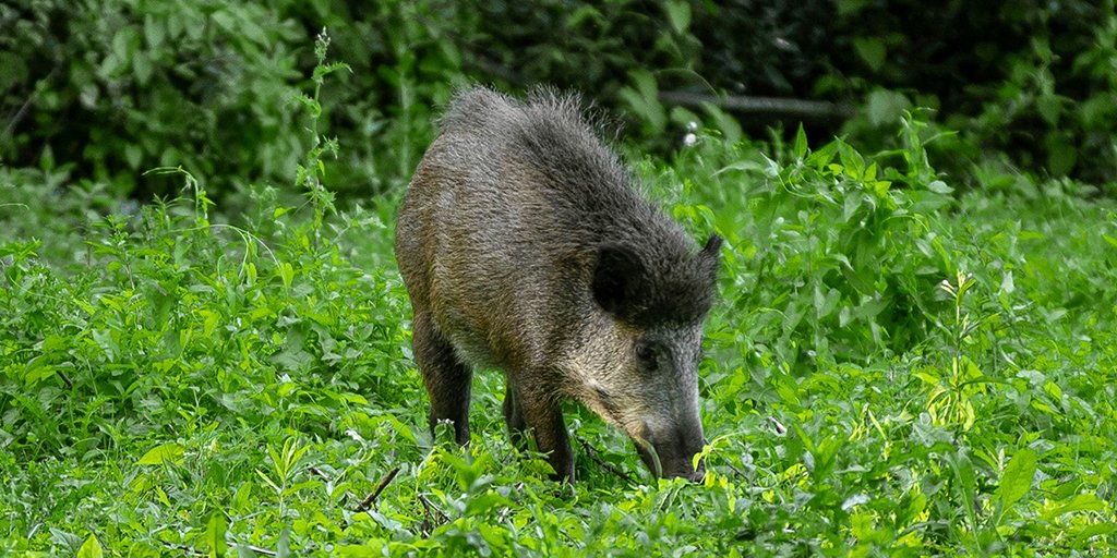 Kreis informiert rund um die Afrikanische Schweinepest: Umfangreiche Informationen – Bürgertelefon beantwortet weitere Fragen. mtk.org #MTK #ASP #AfrikanischeSchweinepest #Bürgertelefon #Allgemeinverfügung (Foto: unsplash / Jacques Dillies)